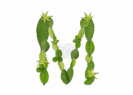 Alphabet made of green leaves isolated on white background. Letter M