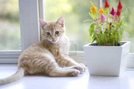 Foto de Lindo gato rojo en casa con flores, retrato de cerca - Imagen libre de derechos