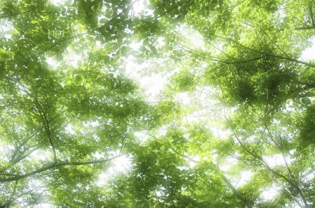 Téléchargez les photos : Lumière du soleil dans la forêt verte sur fond de nature - en image libre de droit