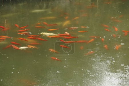 Téléchargez les photos : Gros plan de beaux poissons koï dans l'étang - en image libre de droit