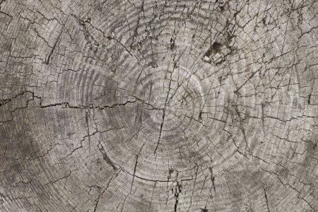 Téléchargez les photos : Vieil arrière-plan de texture en bois - en image libre de droit