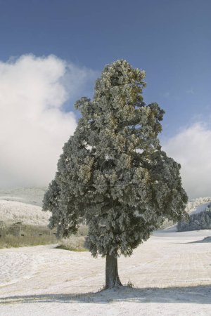 Téléchargez les photos : Un arbre solitaire dans un champ enneigé avec un ciel bleu - en image libre de droit
