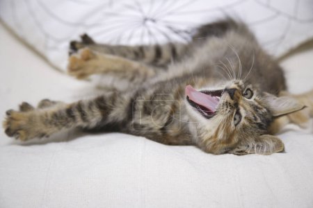 Foto de Pequeño rayas gatito en un sofá - Imagen libre de derechos
