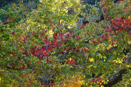 Téléchargez les photos : Belles feuilles d'automne colorées - en image libre de droit