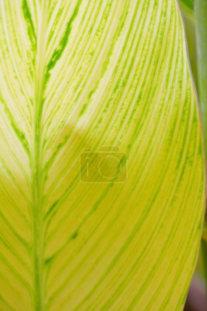 Téléchargez les photos : Feuille tropicale texture fond, feuille de la nature - en image libre de droit