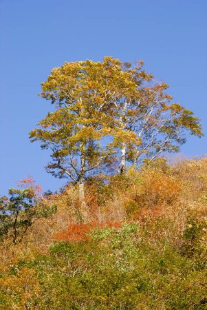 Foto de Hojas coloridas y brillantes de color amarillo, naranja y verde en los árboles - Imagen libre de derechos