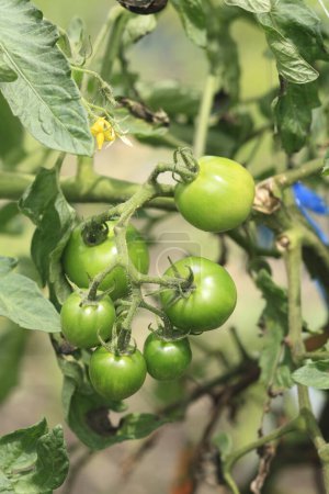 Foto de Hojas verdes y tomates en la planta en el jardín - Imagen libre de derechos