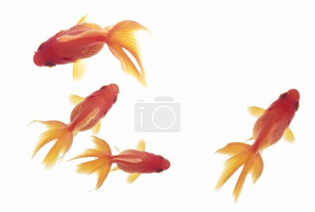 Téléchargez les photos : Beau poisson d'or isolé sur fond blanc - en image libre de droit