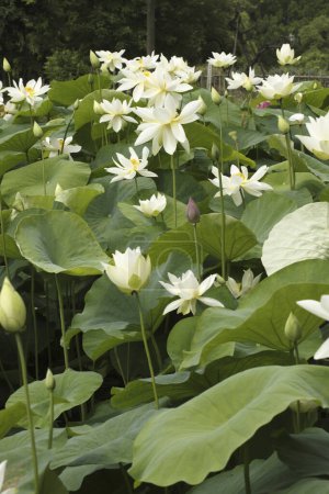 Foto de Vista de cerca de hermosas flores de loto en el estanque - Imagen libre de derechos