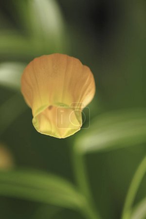 Photo for Pendulous orange Chinese lantern lilies, often known as Christmas bells with leaves in shape of lance - Royalty Free Image