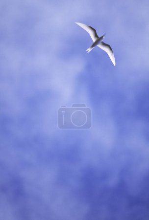 Téléchargez les photos : Mouette blanche volant dans le ciel - en image libre de droit