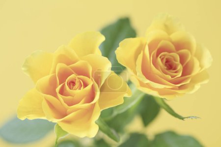 Foto de Rosas amarillas sobre un fondo claro, de cerca - Imagen libre de derechos