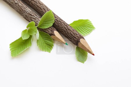 Foto de Lápices con hojas de árbol aisladas sobre fondo blanco - Imagen libre de derechos