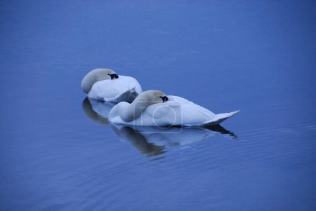 Foto de Hermosos cisnes blancos en el lago en el fondo de la naturaleza - Imagen libre de derechos