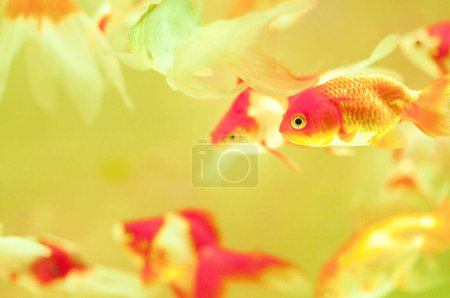 Photo for Beautiful goldfish swimming in the aquarium on background - Royalty Free Image