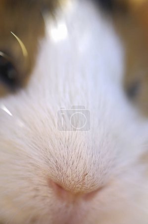 Photo for Closeup of a cute guinea pig pet - Royalty Free Image