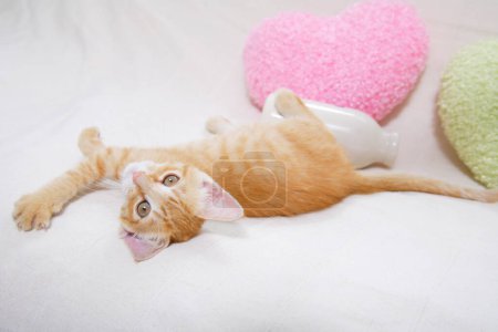 Téléchargez les photos : Mignon petit chaton couché sur le canapé - en image libre de droit