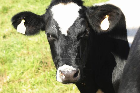 Foto de Vacas pastando en el campo verde - Imagen libre de derechos
