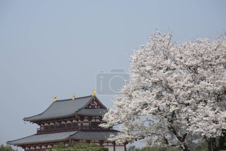 Photo for Cherry blossom time in Japan - Royalty Free Image