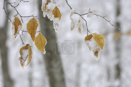 Photo for Winter landscape, snow covered tree leaves - Royalty Free Image