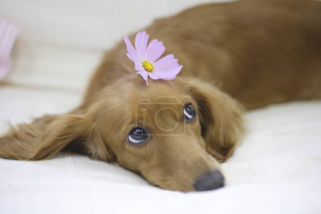 Foto de Lindo perro salchicha acostado con flor rosa - Imagen libre de derechos