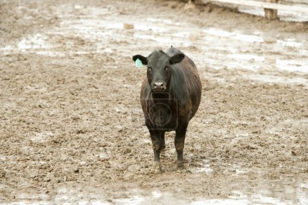 Foto de Pastoreo de vacas en la granja durante el día - Imagen libre de derechos