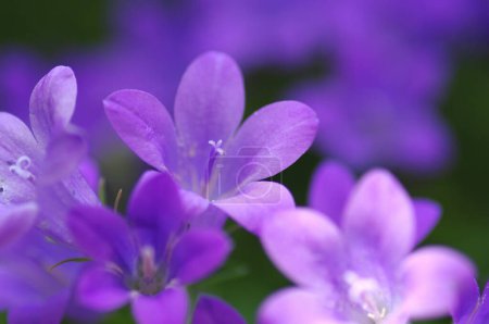 Téléchargez les photos : Vue rapprochée de belles fleurs fleuries dans le jardin - en image libre de droit