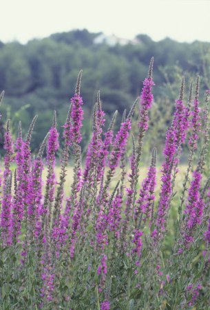 Téléchargez les photos : Belles fleurs violettes dans le jardin - en image libre de droit