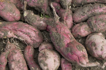 Photo for Pile of digged sweet potatoes on soil - Royalty Free Image