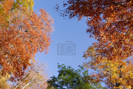 Foto de Hojas coloridas y brillantes de color amarillo, naranja y verde en los árboles - Imagen libre de derechos