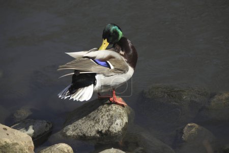 Foto de Lindo pato con hermosas alas en el estanque en el parque. - Imagen libre de derechos