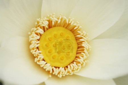 Téléchargez les photos : Beau lotus jaune dans l'étang - en image libre de droit