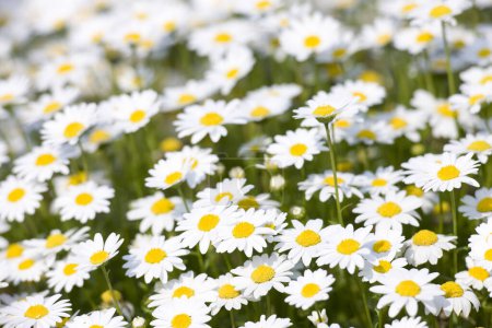 Foto de Hermosas flores de manzanilla blanca en el jardín - Imagen libre de derechos