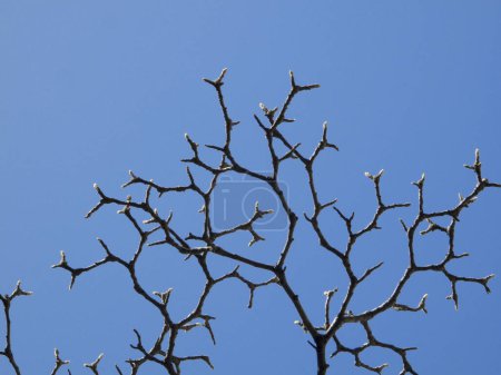 Téléchargez les photos : Branches d'arbres dans un parc - en image libre de droit