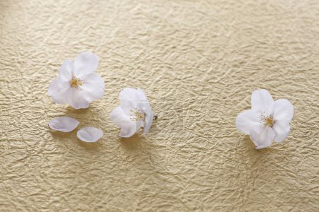 Téléchargez les photos : Beaux pétales de fleurs de printemps sur fond beige. gros plan - en image libre de droit