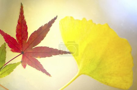 Téléchargez les photos : Fond coloré de feuilles d'automne, espace de copie - en image libre de droit