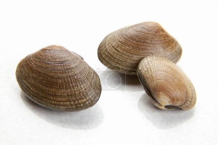 Photo for Sea shells on a white background. - Royalty Free Image