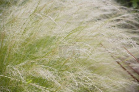 Téléchargez les photos : Herbe verte dans le champ - en image libre de droit
