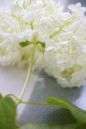 Téléchargez les photos : Vue rapprochée de belles fleurs blanches d'hortensia - en image libre de droit