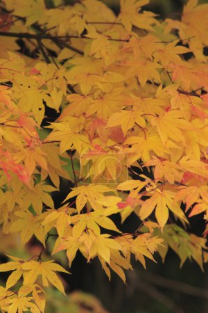 Foto de Hermosas hojas brillantes de otoño, flora de temporada de otoño - Imagen libre de derechos