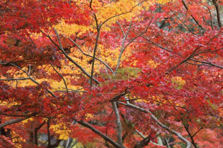 Foto de Hojas de arce rojo en la temporada de otoño - Imagen libre de derechos