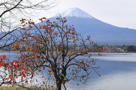 Téléchargez les photos : La belle montagne Fuji au Japon - en image libre de droit
