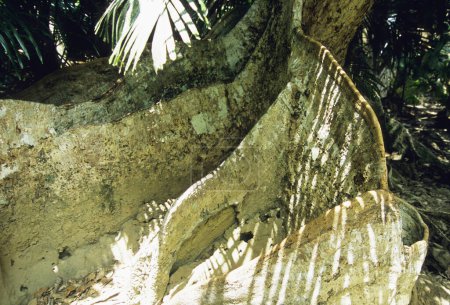 Vue rapprochée de la grosse racine d'arbre à Okinawa