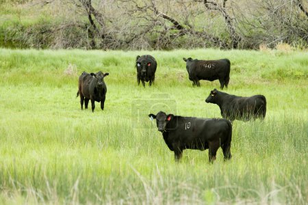 Téléchargez les photos : Pâturage des vaches à la ferme le jour - en image libre de droit