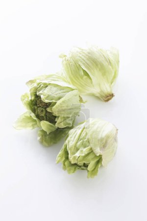 green Butterbur Sprouts on white background