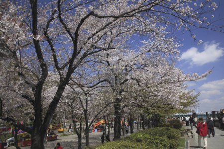 Photo for Cherry Blossom in city park of Japan - Royalty Free Image