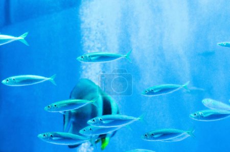 Foto de Foto submarina con peces nadando en el acuario - Imagen libre de derechos