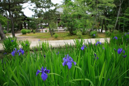 Foto de Hermosas flores de iris azul creciendo en el jardín en primavera - Imagen libre de derechos