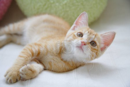 Foto de Lindo poco mintiendo gatito en sofá - Imagen libre de derechos