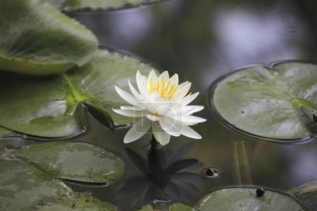 Téléchargez les photos : Belle fleur de nénuphar dans l'étang - en image libre de droit
